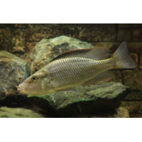 Dimidiochromis Compressiceps